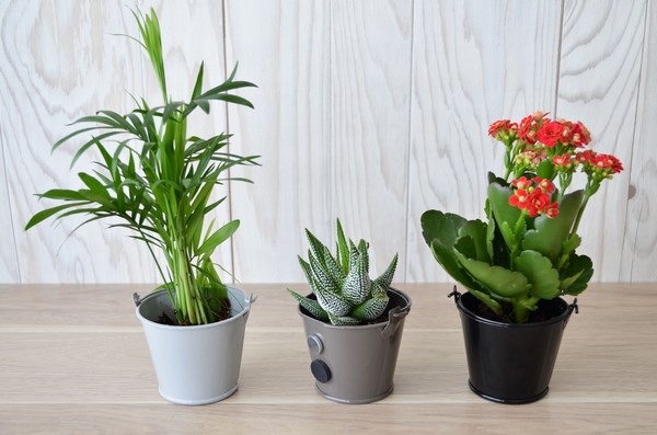 Pot Zinc aimanté avec plante dépolluante -