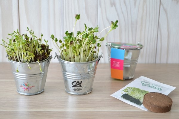 Kit de plantation pot en zinc standard -