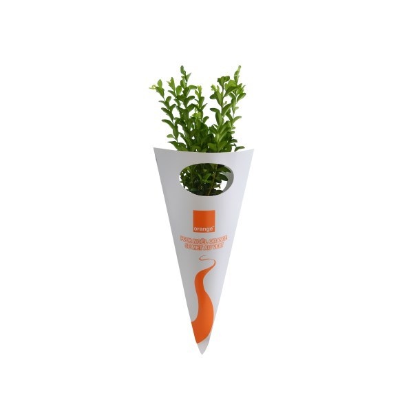 Plant d'arbre en cornet kraft Feuillus -