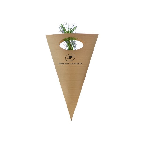Plant d'arbre en cornet kraft Résineux -