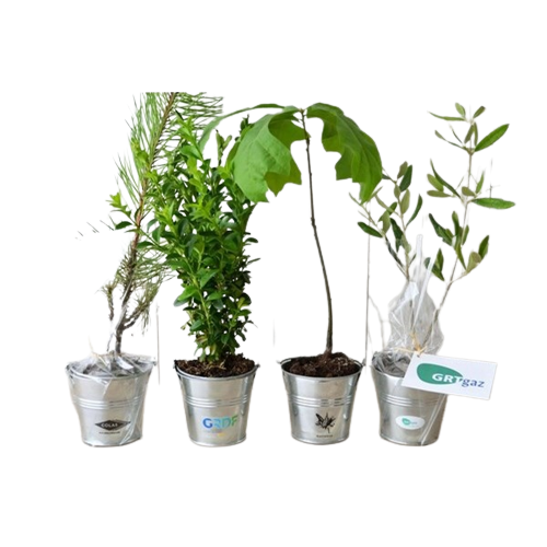 Plat d'arbre en pot zinc 8 cm Feuillus