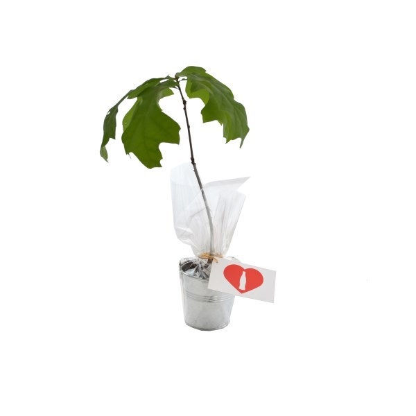 Plat d'arbre en pot zinc 8 cm Feuillus -