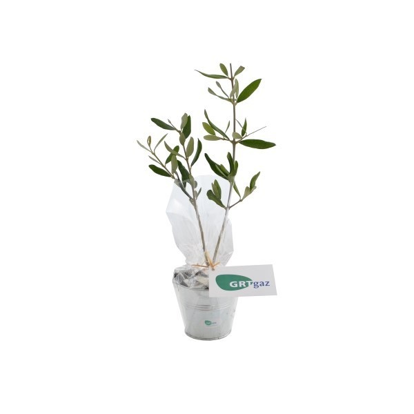 Plat d'arbre en pot zinc 8 cm Prestige -