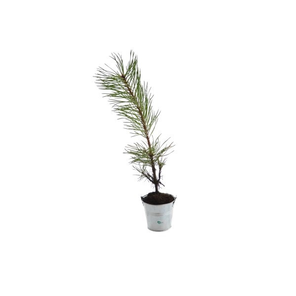 Plat d'arbre en pot zinc 8 cm Résineux -