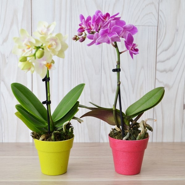 Orchidée grand modèle pot zinc 9-10 cm - 3