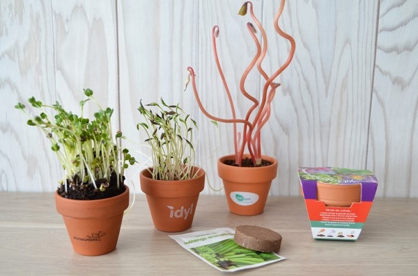 Kit de plantation Pot en terre cuite -