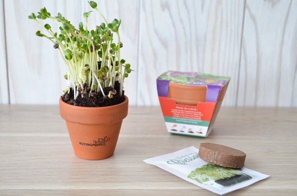 Kit de plantation Pot en terre cuite -