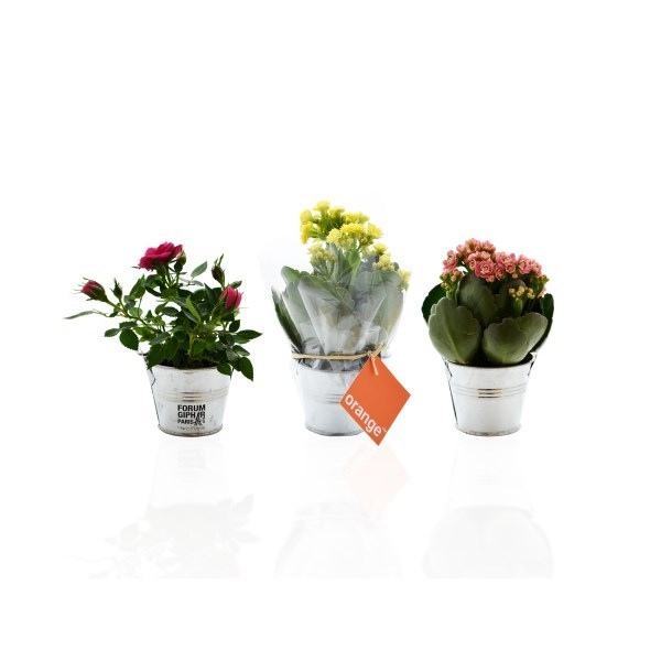 Mini plante fleurie en pot zinc 6 cm