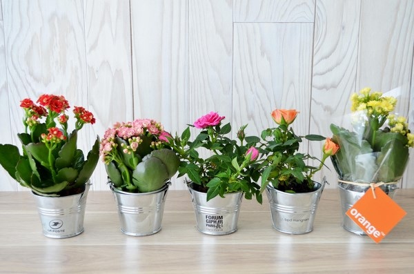 Mini plante fleurie en pot zinc 6 cm -