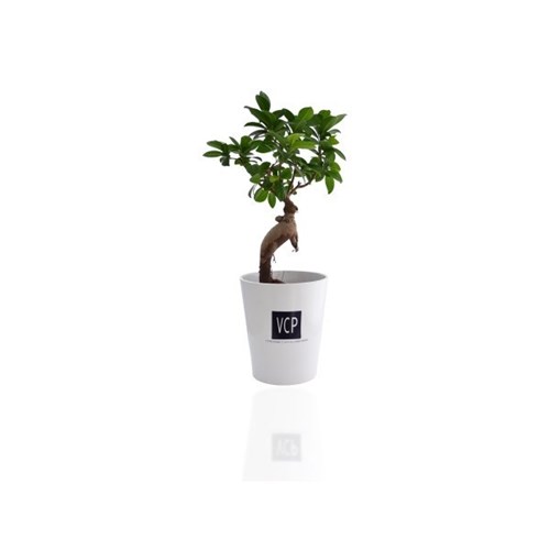 Ficus Ginseng en pot céramique 12 cm