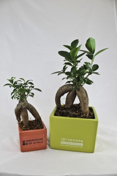 Ficus Ginseng en pot céramique 12 cm -