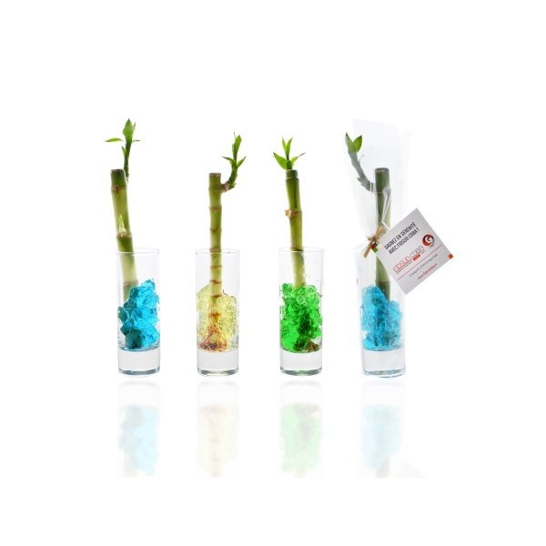 Canne chinoise individuelle en vase