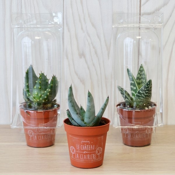 Mini serre pot cactus ou succulente -