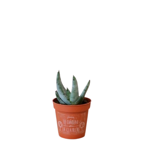 Mini serre pot cactus ou succulente