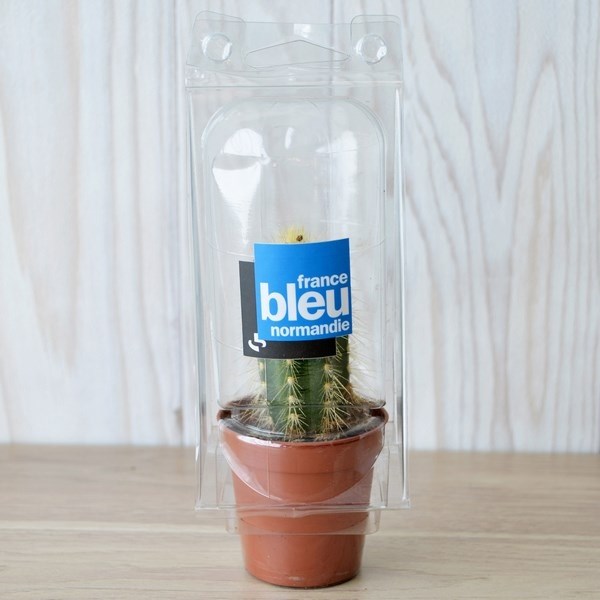 Mini serre pot cactus ou succulente -