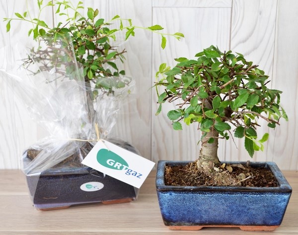 Bonsaï Ulmuw ou Ficus forme "Boule" -