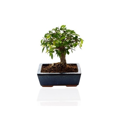 Bonsaï Ulmuw ou Ficus forme "Boule"