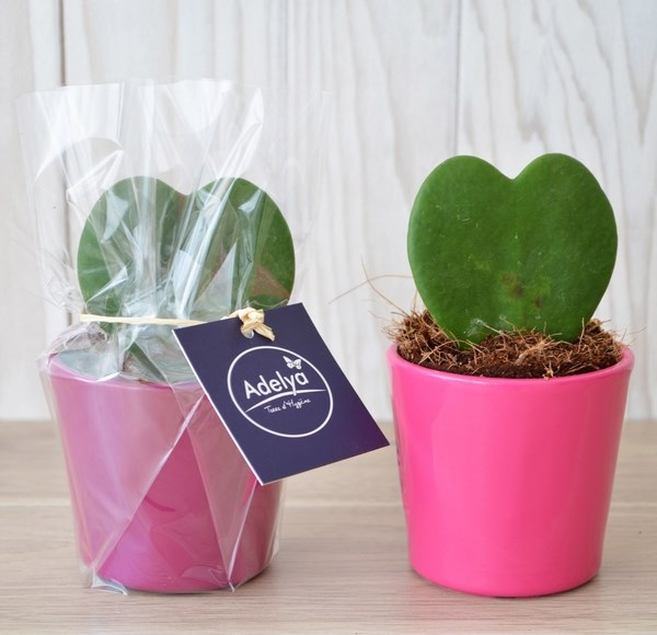 Plante Hoya - Pot zinc ou céramique -