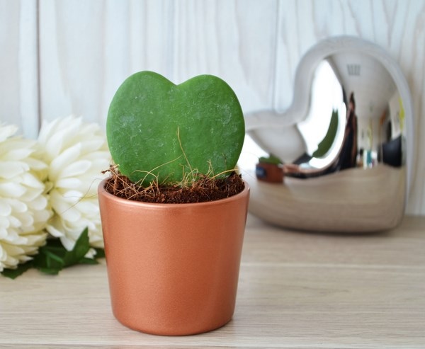 Plante Hoya - Pot zinc ou céramique -