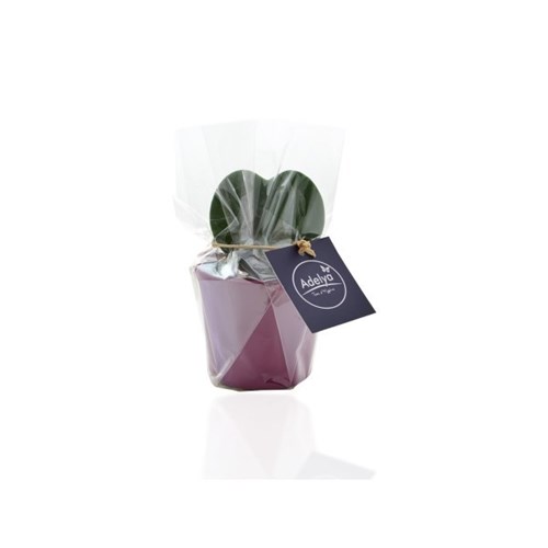 Plante Hoya - Pot zinc ou céramique