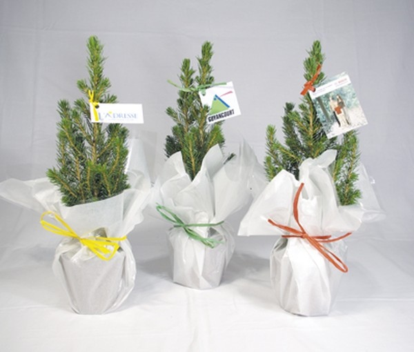 Sapin de nôel en pot avec étiquette -