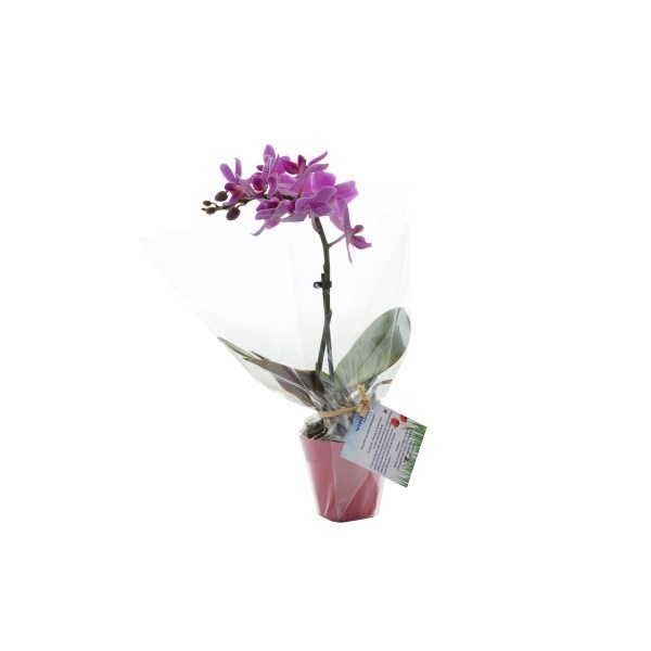 Orchidée grand modèle pot zinc 6 cm -