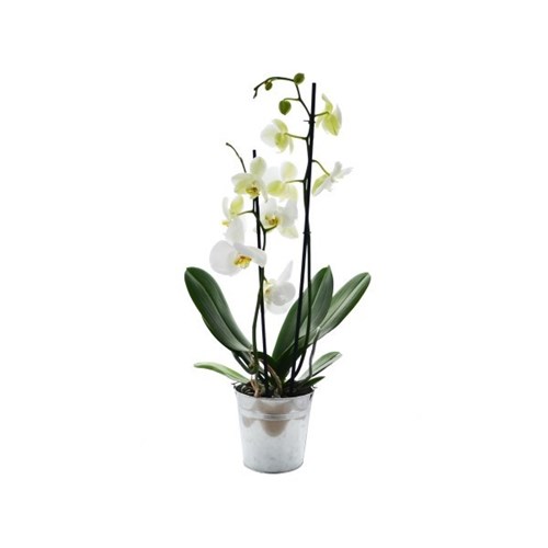 Orchidée grand modèle pot zinc 6 cm