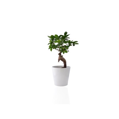 Ficus Ginseng en pot céramique 7 cm
