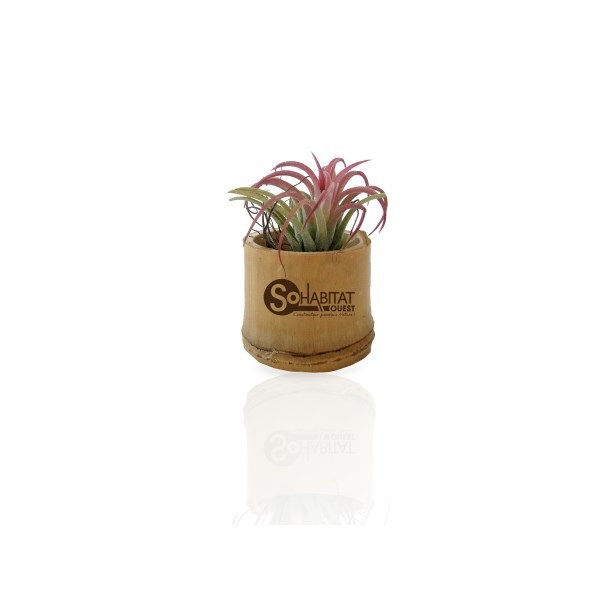 Plante déco dépolluante tillandsia