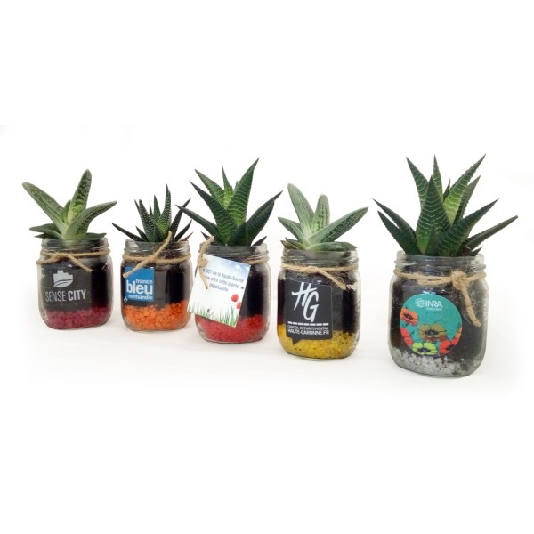 Plante dépolluante en bocal verre