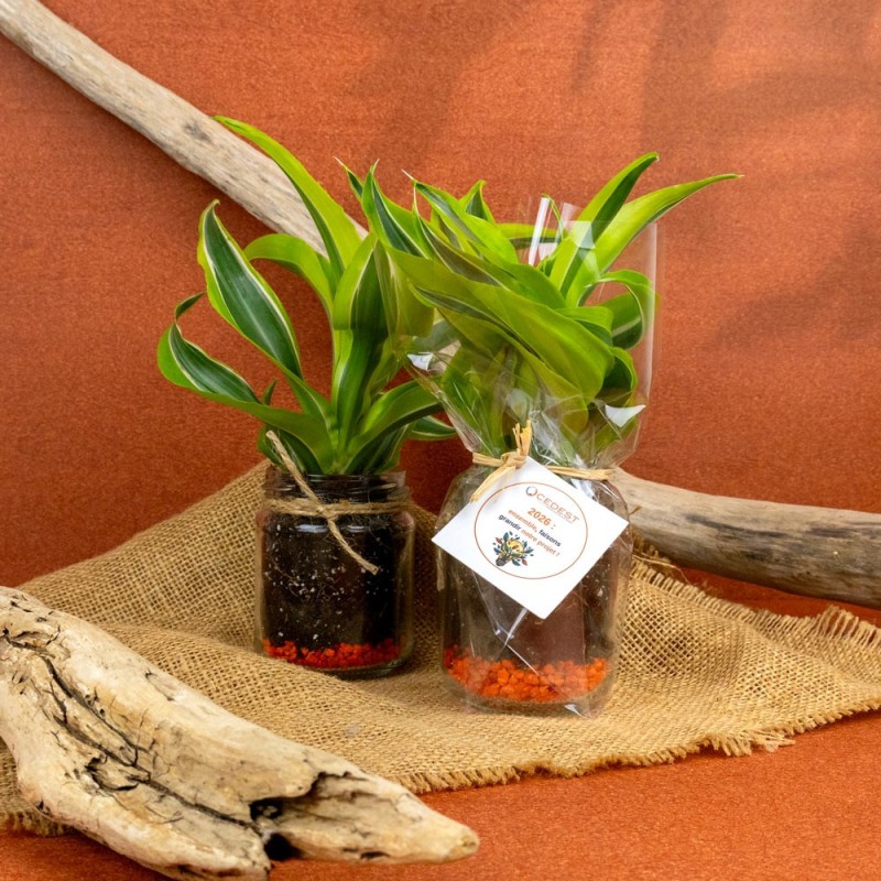 Plante dépolluante en bocal verre - 2