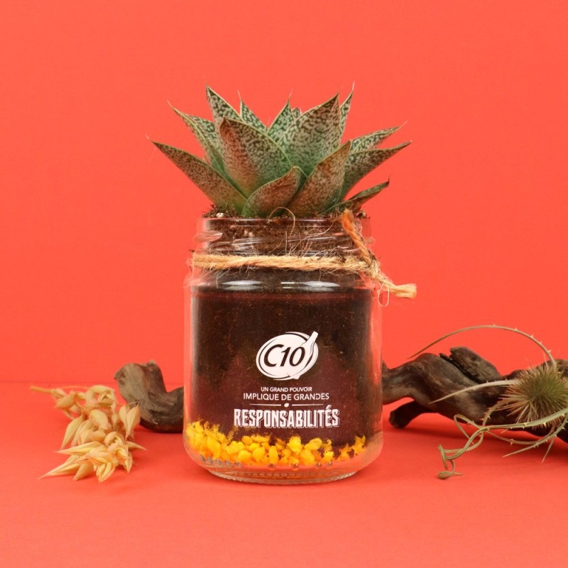 Plante dépolluante en bocal verre - 3