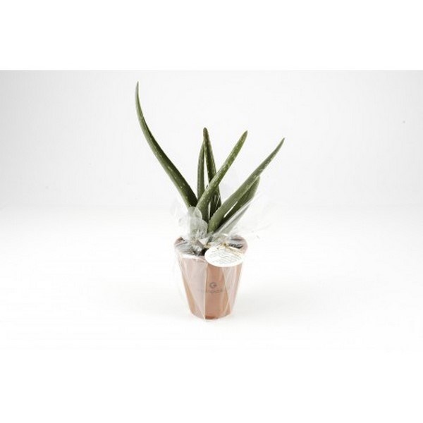 Aloe vera en pot - Made in France -