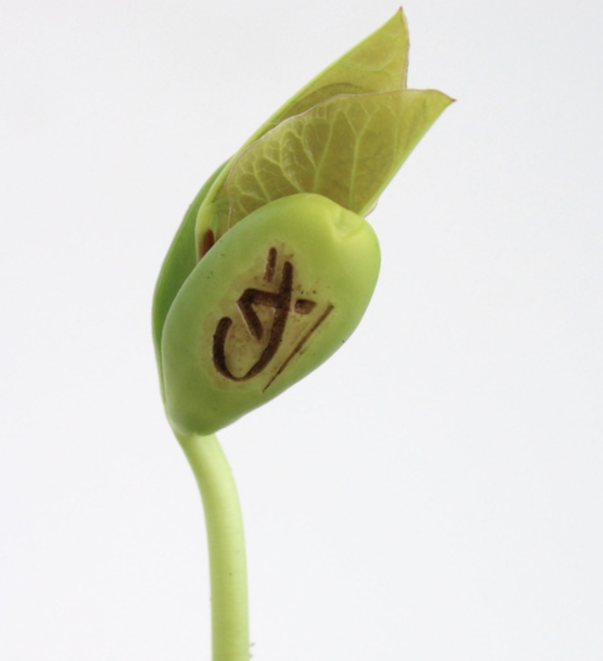 Kit de plantation Pot ordinateur - 3