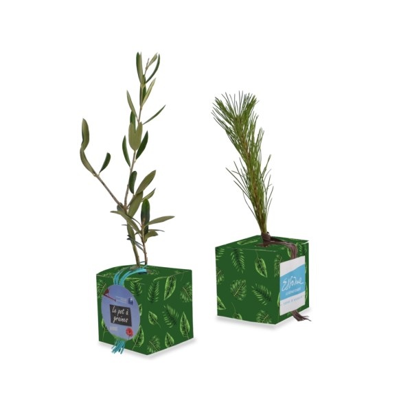 Cube Arbres standard - Résineux