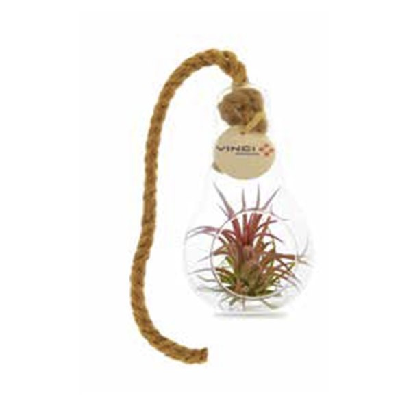 Terrarium Tillandsia en ampoule