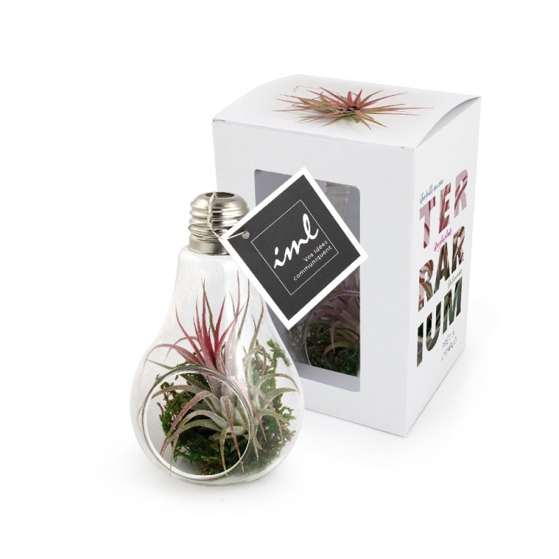 Terrarium Tillandsia en ampoule