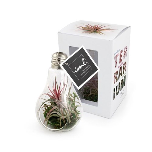 Terrarium Tillandsia en ampoule