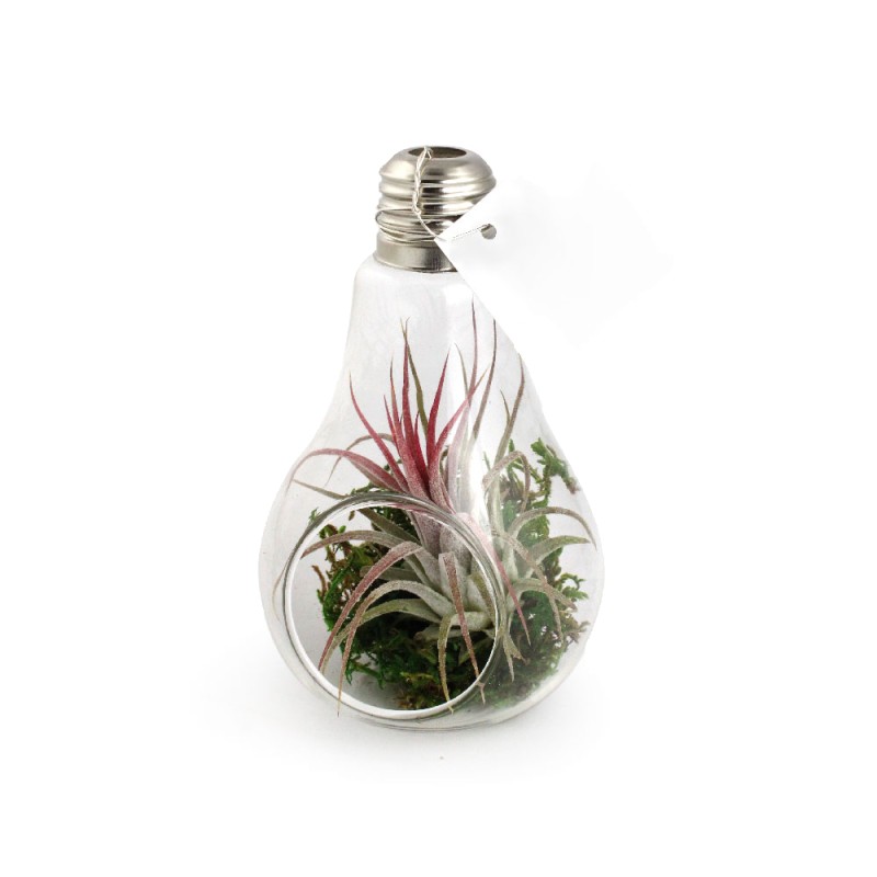 Terrarium Tillandsia en ampoule - 2