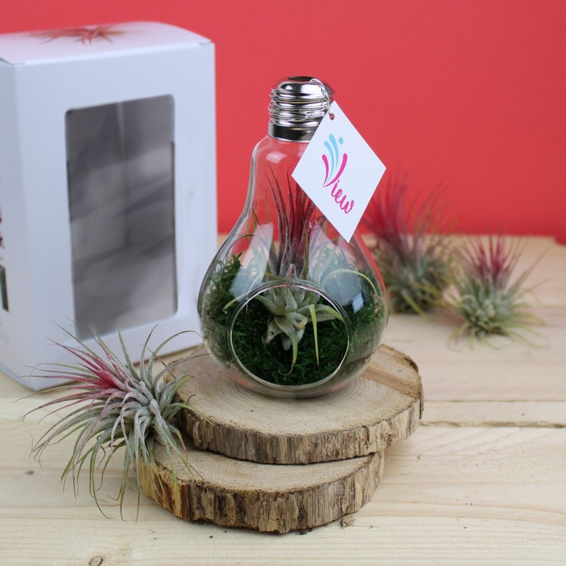 Terrarium Tillandsia en ampoule - 3