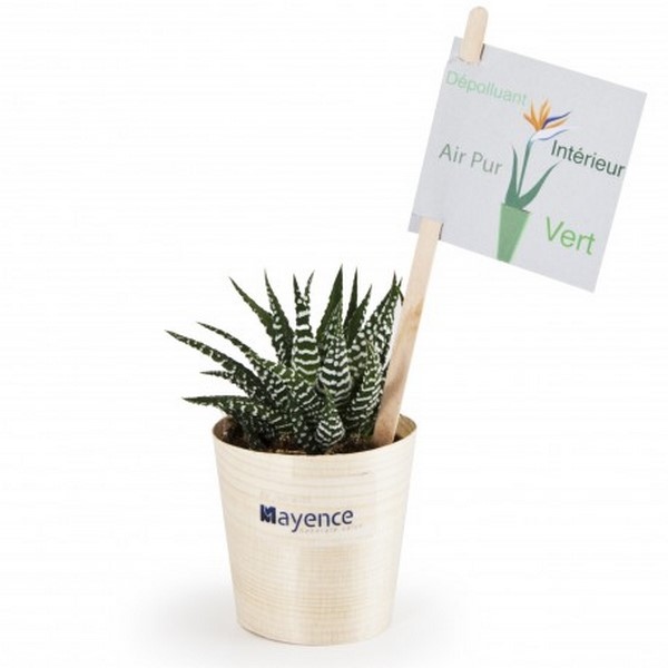 Pot Haworthia - Made in France