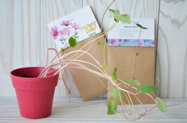 Sachet de graines Kraft brun - 1