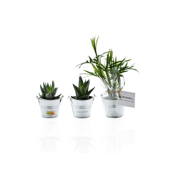 Mini plante - Pot en zinc 6cm