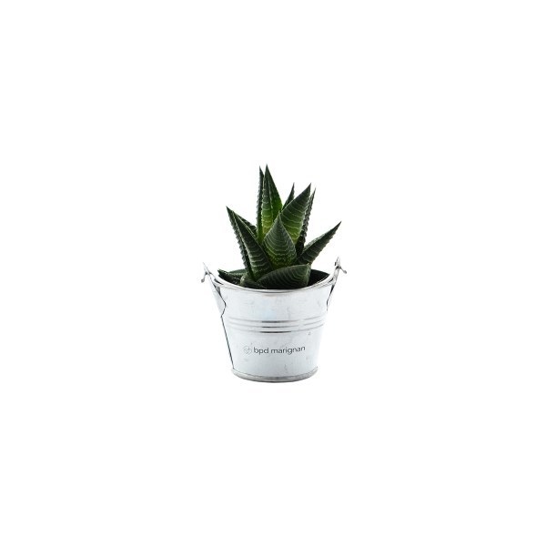 Mini plante - Pot en zinc 6cm -