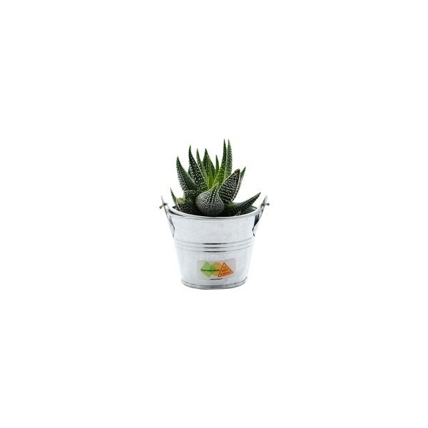 Mini plante - Pot en zinc 6cm -