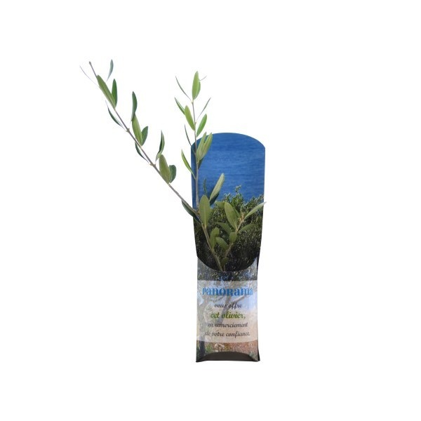 Etui arbre en carton Prestige