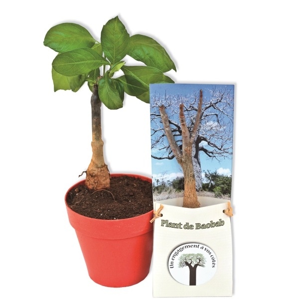 Plant Aloé Vera en céramique