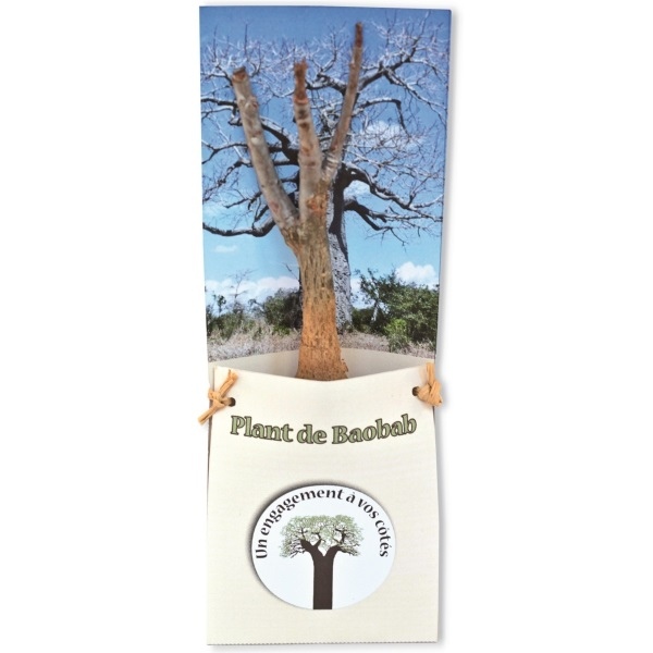 Plant Aloé Vera en céramique -