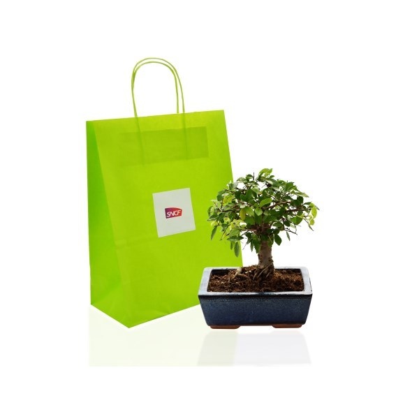 Bonsaï ulmus ou ficus en sac