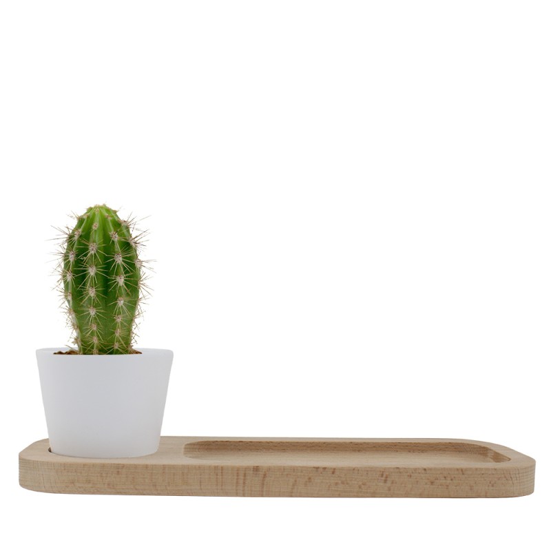 Plateau de rangement avec plante pour le bureau